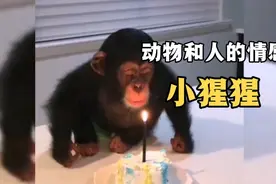 小猩猩从小被一对夫妻收养，长大后在遇见瞬间让人感动落泪视频封面