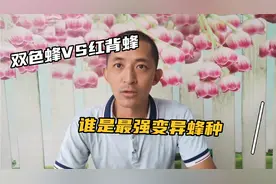 广东变异蜂种你知道多少？双色蜂VS红背蜂，你更喜欢哪一种呢？视频封面