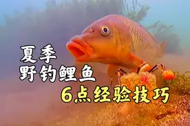 夏季野钓鲤鱼，了解6点经验技巧，钓位选择是重点视频封面