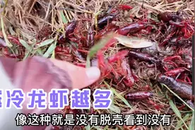 300公里奔赴湖北咸宁交流学习养虾技术，200亩虾塘现在龙虾超级多视频封面