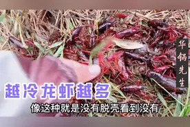 300公里奔赴湖北咸宁交流学习养虾技术，200亩虾塘现在龙虾超级多视频封面