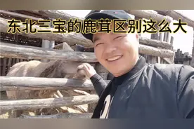 被称为“软黄金”的鹿茸，鹿的品种不一样，价值不一样，涨知识了视频封面