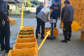 广西农村有老板来收砂糖橘，冬冬迫不及待的摘去卖，这个价能卖吗视频封面