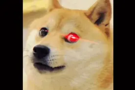 能让你笑掉大牙的15个搞笑表情包