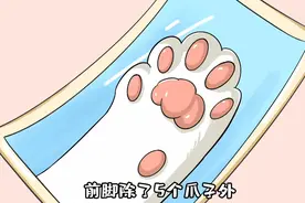 你知道猫的前爪是5个趾头，后爪却只有4个趾头吗？