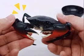 万代动物扭蛋青蟹测评！掰玩具913期视频封面