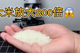 大米放大800倍你还敢吃吗？视频封面