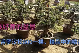 被称为最好养的盆景～雀舌罗汉松，精品中的精品只要800一棵，视频封面