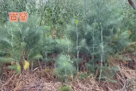 身边的草药（63续），研究提示，茴香可以保肝利胆抗溃疡视频封面