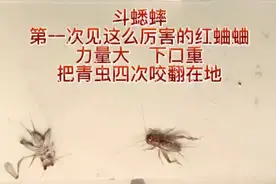 斗蟋蟀，第一次见这么厉害的红蛐蛐，力量大，四次把青虫咬翻在地视频封面