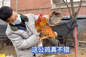 发小新房准备入住，大早抓老三家公鸡再给一个吉利数，还有这寓意视频封面