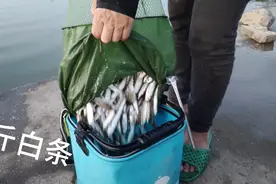七星串钩加小鸡饲料，两小时狂拉十几斤白条。视频封面