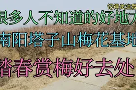 很多南阳人不知道的好地方，塔子山梅花基地，踏春赏梅好去处视频封面