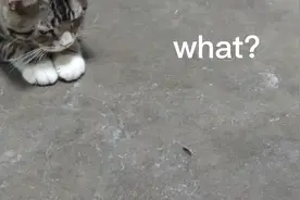 猫爷柚子的恋爱史视频封面