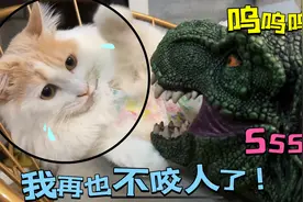 教育猫咪不要乱挠人，可她一句也没听进去，今天狗狗吃的是回忆！视频封面