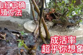 映山红正确养护成活率超高，现场分享全过程经验，感谢大家关注视频封面