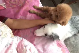 感冒浑身酸痛，两个狗狗就在我身边守着