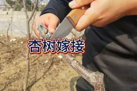 杏树春季高枝换头嫁接技术分享，先观看后点赞养成一个好习惯哈！视频封面