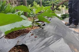 茄子搭架新方法，方法不错，简单结实风吹不倒视频封面