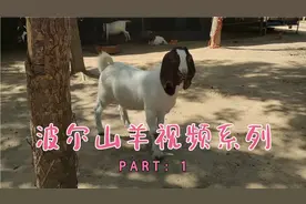 今天花高价买了一只秃头波尔山羊，体型头版相当漂亮，看看吧！