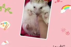 科学养猪（误）刺—自家非迷出镜教你如何养刺猬