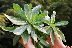 刺儿菜又名“止血草”：叶子有刺，很多人怕它，殊不知小蓟也是宝视频封面