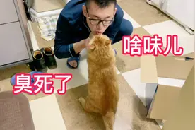 上厕所的小肥猫尾巴一抖一抖的，妈妈不让哥吓它会吓出心理阴影的