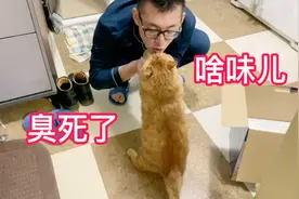 上厕所的小肥猫尾巴一抖一抖的，妈妈不让哥吓它会吓出心理阴影的视频封面