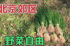 北京郊区“野菜自由”，5分钟就挖一大把，挖到停不下来！视频封面