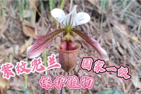 农村大叔深山，发现珍稀野生国家一级保护植物紫纹兜兰，花大艳丽视频封面