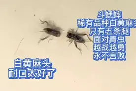 斗蟋蟀，稀有品种白黄麻头，虽有残疾，但越斗越勇，永不言败！视频封面