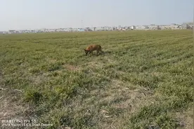 国外合法拍摄，马犬捕猎野鸡视频封面