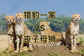 猎豹一家遇痛失爱子母狮，发狂撕咬幼崽，简直是无妄之灾视频封面