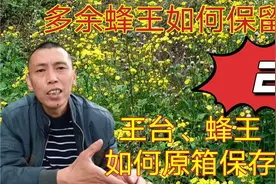 如何原箱保留老蜂王、多余王台？这方法简单，还不影响新蜂王交尾视频封面