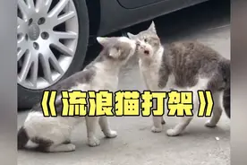 流浪猫打架行为大赏，生死看淡，不服就干！场面或许激烈！