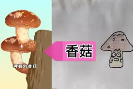 你爱吃的烤香菇，居然是被敲大的？看动画学画画视频封面
