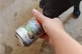 狗还能喝酒，还要指定广西离泉啤酒，否则不喝，真难伺候