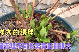 经验分享：同样大小的绣球小苗，种植管理不一样长势竟然差一倍！视频封面