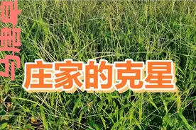 马唐草的用途有哪些你们知道吗视频封面