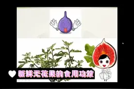新鲜无花果食用功效