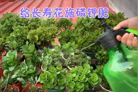 10月份该给长寿花施磷钾肥了，磷钾肥的作用是什么？视频封面