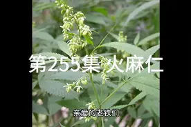 火麻仁视频封面