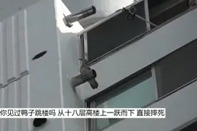 罕见实拍，刚出生小鸭子从18层高楼上跳下，发生了什么事？