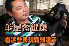 黑山羊的反刍和呼吸有什么标准？不正常就能反映出一些问题视频封面