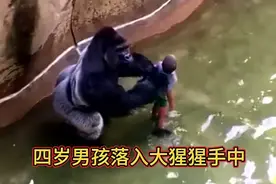 太揪心了，小男孩落入大猩猩活动区域，不料结局竟是这样视频封面
