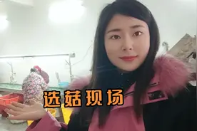 湖北随州香菇之乡，你们吃的香菇是这样挑选出来的视频封面