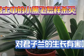 君子兰盆土中为什么会生小黑飞会不会影响君子兰怎样杀灭视频封面