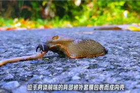 看着很解压，鼻涕虫大口吞食蚯蚓，吃得那叫一个香