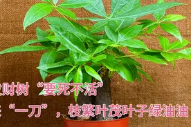 “要死不活”的发财树，给它来“一刀”，枝繁叶茂，叶子绿油油。视频封面