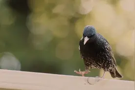 相声演员周炜最新消息来了！“你是我捐的”周炜怼网友惹众怒后续视频封面